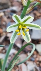 Albuca semipedalis