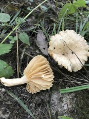 Lactarius subplinthogalus