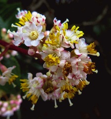 Miconia crocea