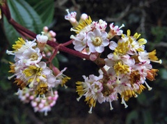 Miconia crocea