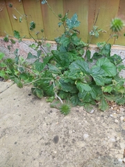 Geum urbanum