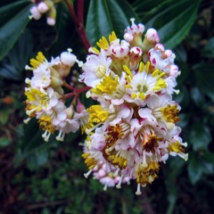 Miconia crocea