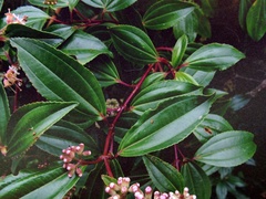 Miconia crocea