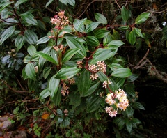 Miconia crocea