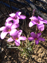 Oxalis polyphylla polyphylla