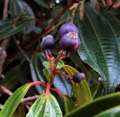 Miconia crocea