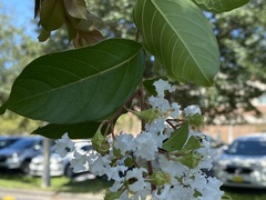 Citharexylum spinosum