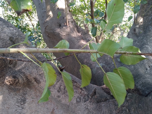 Image of Ficus polita by (c) Rosemary Harrison, some rights reserved (CC BY-SA)
