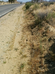 Sisymbrium orientale