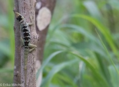 Anolis roquet salinei