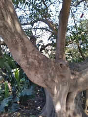 Ficus polita