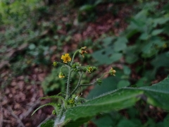 Trigonospermum adenostemmoides