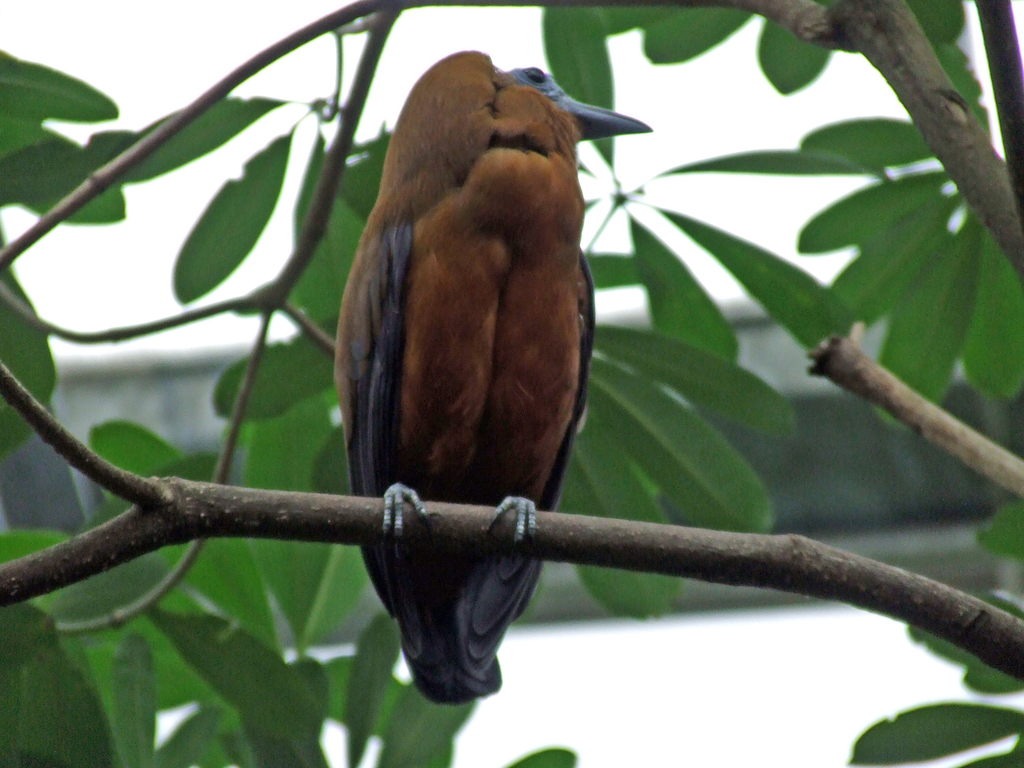 Perissocephalus