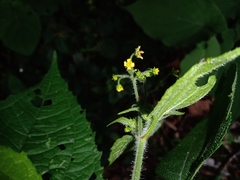 Trigonospermum adenostemmoides