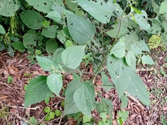 Trigonospermum adenostemmoides