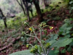Trigonospermum adenostemmoides
