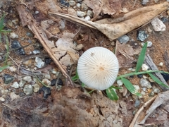 Coprinellus arenicola