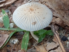 Coprinellus arenicola