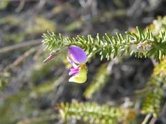 Polygala teretifolia
