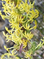 Manulea thyrsiflora