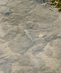 Squalius cephalus