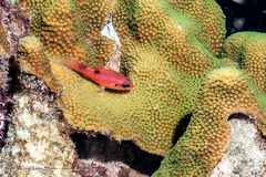 Apogon maculatus