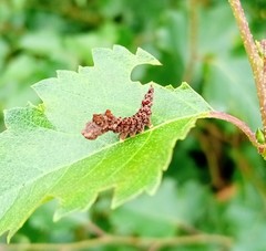 Falcaria lacertinaria