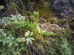Alchemilla amphisericea