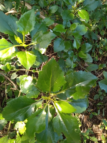 Senecio brachypodus, photograph 2