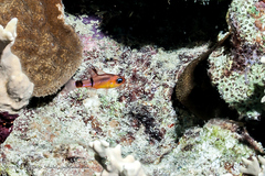 Apogon townsendi