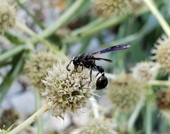 Zethus spinipes spinipes