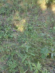 Centaurea × livonica