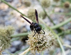 Zethus spinipes spinipes