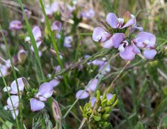 Polygala umbellata