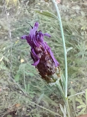 Centaurea × livonica