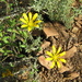 Southern Beetledaisy - Photo (c) Marion Maclean, some rights reserved (CC BY-NC), uploaded by Marion Maclean