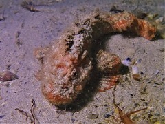 Paraploactis intonsa