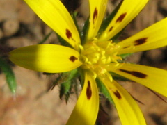 Gorteria piloselloides