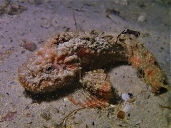 Paraploactis intonsa