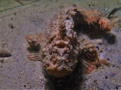 Paraploactis intonsa