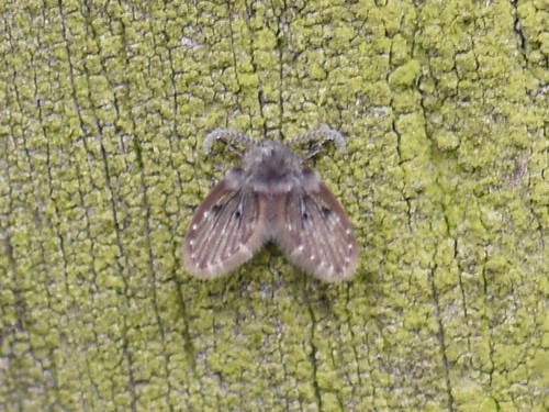 Bathroom Moth Fly, Groesbeek, Nederland, photo 6 of 10