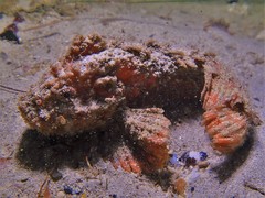 Paraploactis intonsa