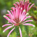 Erica fascicularis - Photo (c) magriet b,  זכויות יוצרים חלקיות (CC BY-SA), uploaded by magriet b