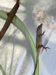 Anolis sagrei
