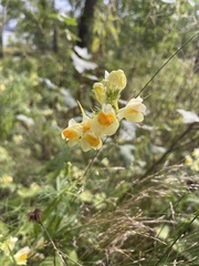 Linaria vulgaris