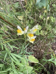 Linaria vulgaris