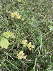 Linaria vulgaris