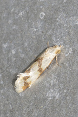 Aethes bilbaensis