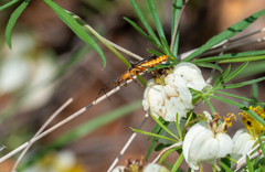 Chauliognathus obscurus