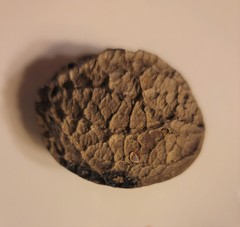 Calatola costaricensis